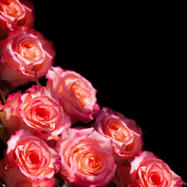 Ramo de rosas rosadas — Foto de Stock