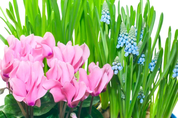 開花のシクラメンとムスカリ — ストック写真