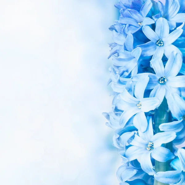 Azul jacinto de perto — Fotografia de Stock