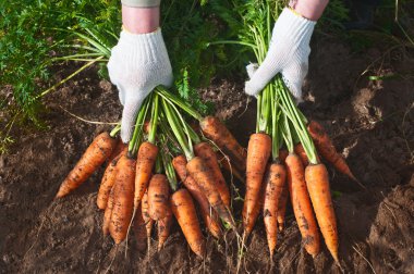 Harvesting carrots clipart