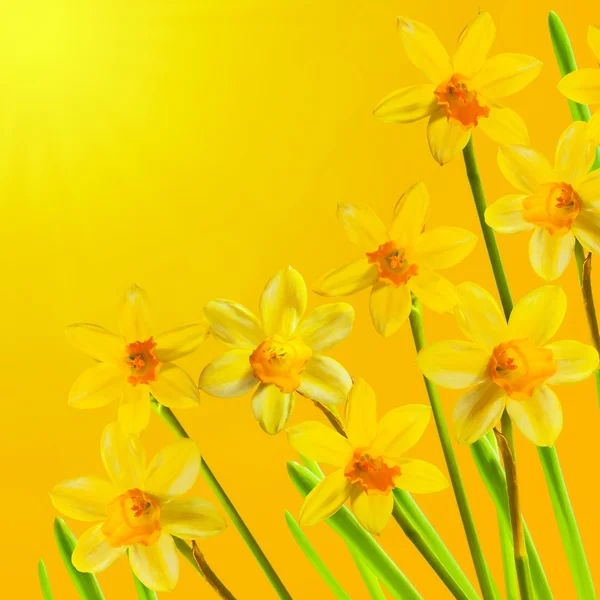 Yellow daffodils card — Stock Photo, Image