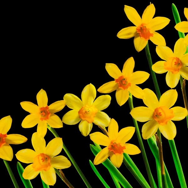 Daffodils on black — Stock Photo, Image