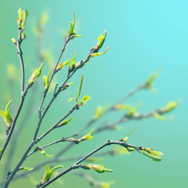 Leaves of birch — Stock Photo, Image