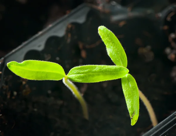 Tomato seedling sprouts — Stock Photo, Image