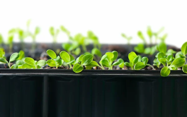 Gröna plantor växer — Stockfoto