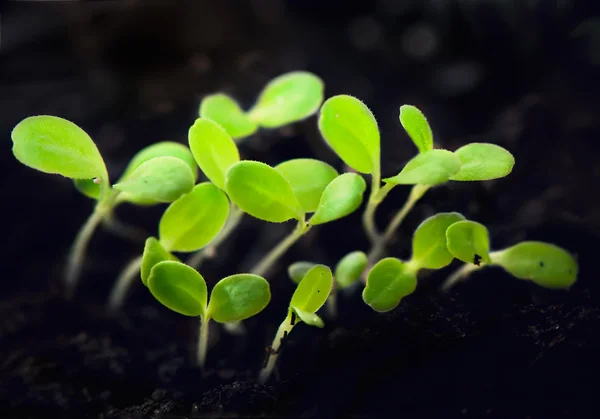 Green seedling growing — Stock Photo, Image