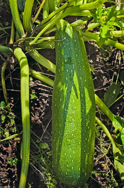 Zucchini growing — Stock Photo, Image