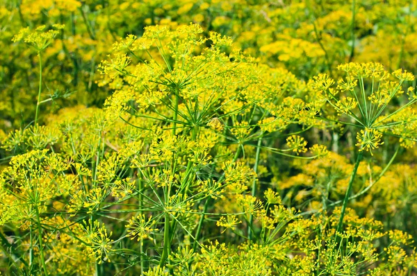 Blooming fennel seeds