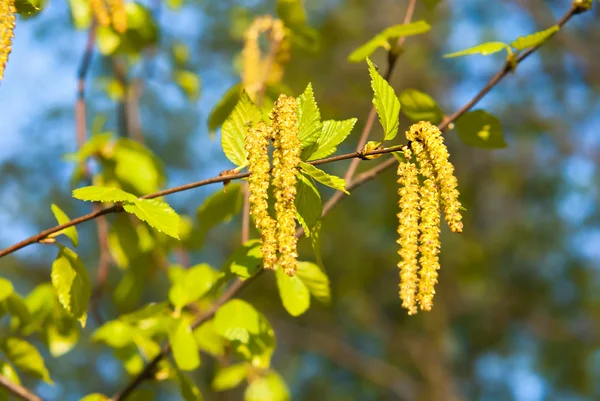 Birch branches — Stock Photo, Image