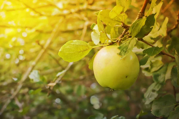 Manzana en árbol — Foto de Stock