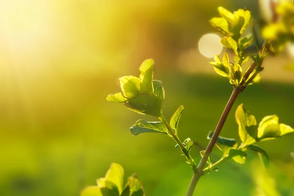 Tak met jonge groene bladeren — Stockfoto