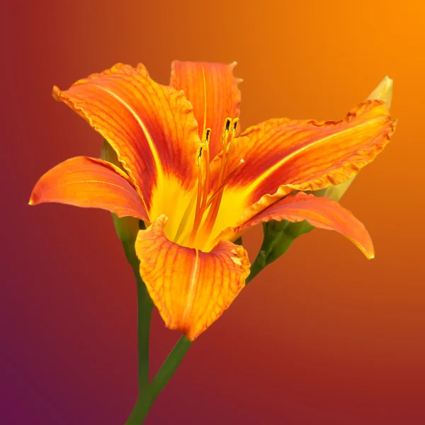 Flor de laranja Daylily — Fotografia de Stock