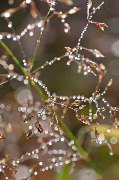 Dewdrops in grass — Stock Photo, Image