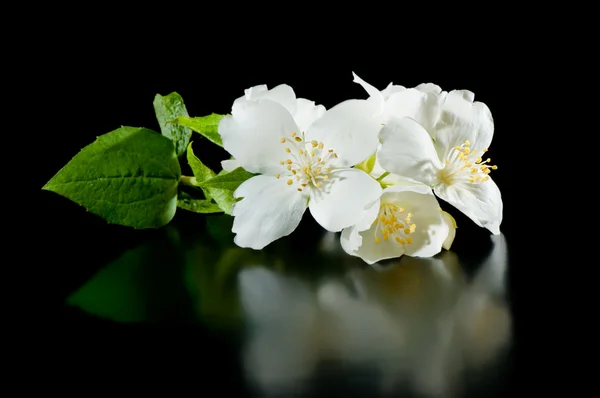 Jasminblüten auf schwarzem Hintergrund mit Reflexion — Stockfoto