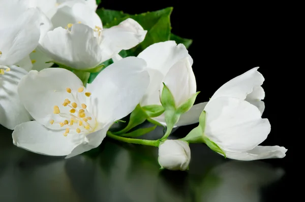 Fleurs de jasmin sur un fond noir avec réflexion — Photo