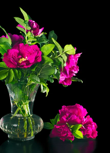 Beautiful flowers wild rose in a vase on a black — Stock Photo, Image