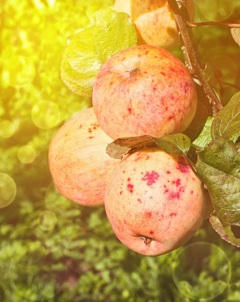 Pommes mûres sur une branche dans un jardin . — Photo