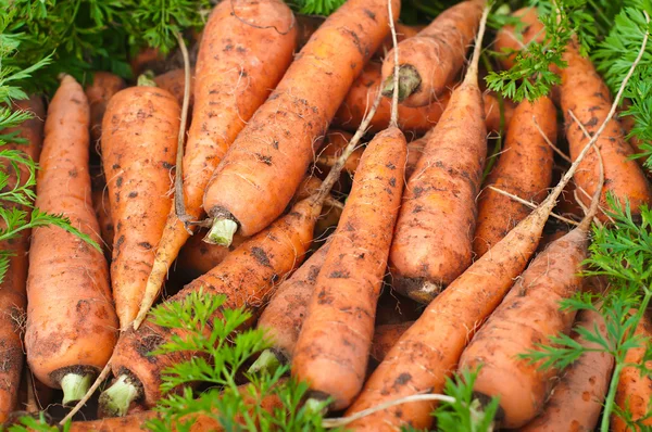 Zanahorias orgánicas frescas. Cosecha . — Foto de Stock