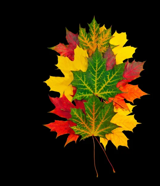 Podzimní listí javor izolované na černém pozadí — Stock fotografie