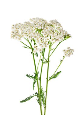 Yarrow plant closeup isolated on white background. Medicinal pla clipart