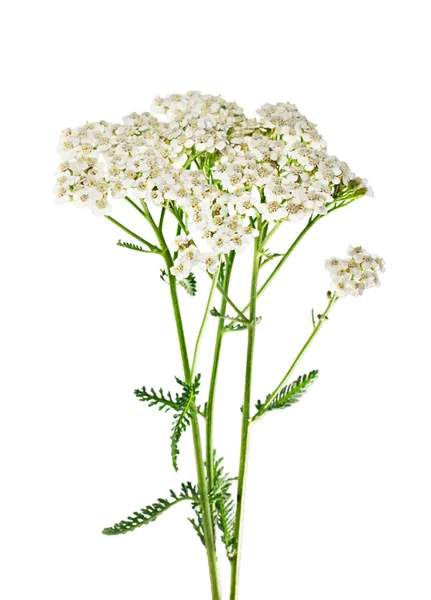 Yarrow plant closeup isolated on white background. Medicinal pla — Stock Photo, Image