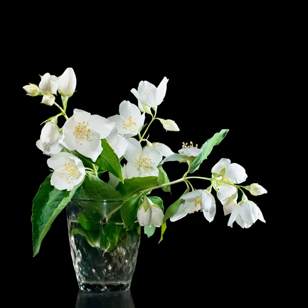 Bos van jasmijn bloemen op een zwarte achtergrond — Stockfoto