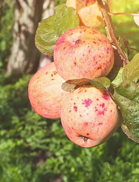 Las manzanas maduras sobre la rama en el jardín . — Foto de Stock