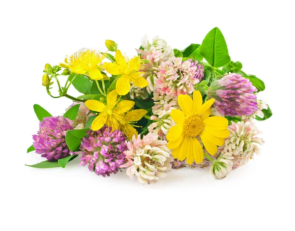 Belles fleurs d'herbes médicinales sauvages sur blanc — Photo