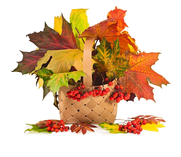 Podzimní listy javoru a bobulí jeřáb v košíku na bílé b — Stock fotografie