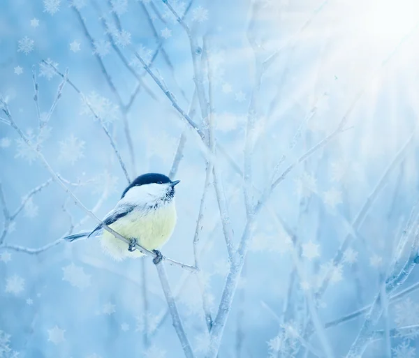 Fundo azul de inverno com galhos cobertos de neve e pequeno pássaro — Fotografia de Stock