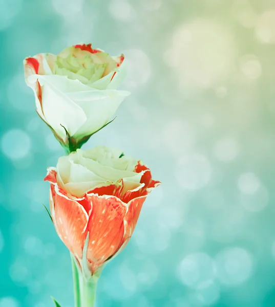 Eustoma bloemen op onscherpe achtergrond met bokeh. — Stockfoto