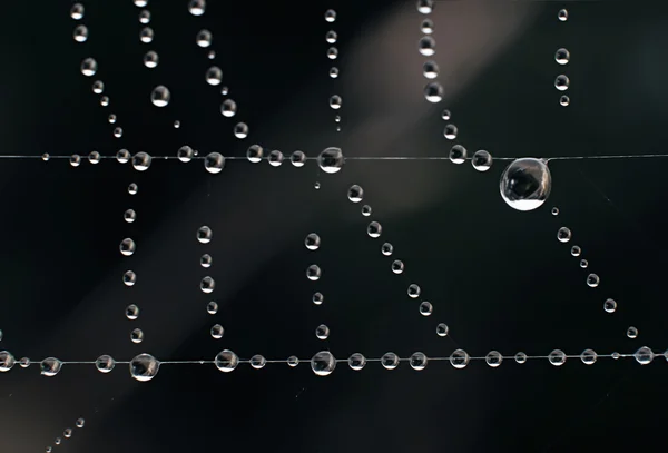 Web with dew drops on a dark background — Stock Photo, Image