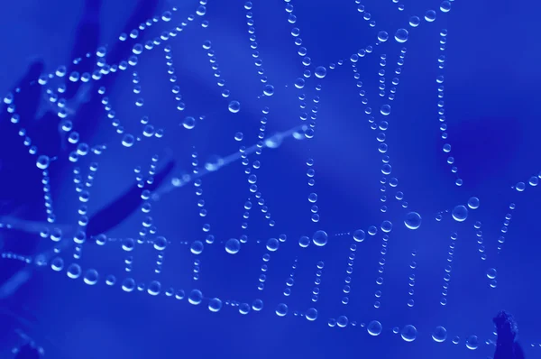 Web with dew drops on a blue background — Stock Photo, Image