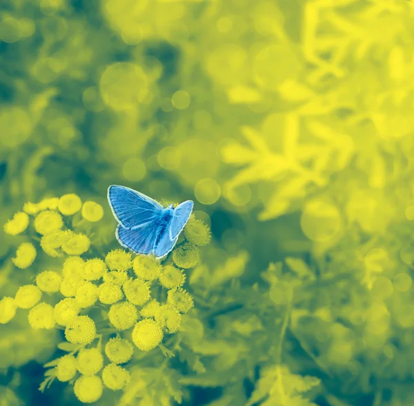 Blue butterfly on a floral background with bokeh — Stock Photo, Image