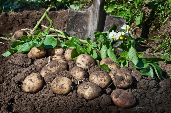Harvesting potatoes. Fresh organic potatoes on the ground and sh — Stock Photo, Image
