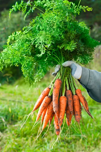 Cosechando zanahorias. La mano de la mujer con un montón de zanahorias con a — Foto de Stock