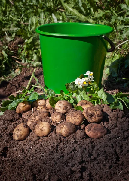 A colher batatas. Batatas orgânicas frescas no chão e um — Fotografia de Stock