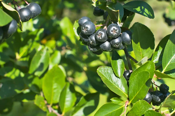 Aronia owoce na krzakach w ogrodzie — Zdjęcie stockowe