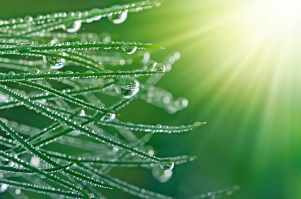 Drops of dew on the grass in the morning, the sun's rays. — Stock Photo, Image
