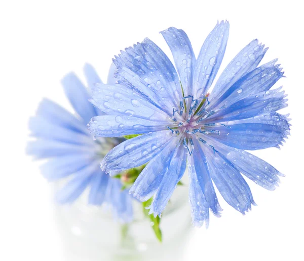 Fehér alapon kék cikória virág. — Stock Fotó
