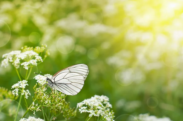 Letnie zielone tło i motyl na kwiaty. — Zdjęcie stockowe