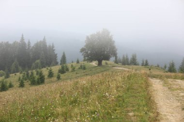 Yazın dağlık kırsal bölgelerde. Uzağa giden yol yokuş yukarı. Yuvarlanan tepelerde ağaçlar. Uzakta tepe var. Gökyüzündeki bulutlar. Karpatların güzel kırsal manzarası. Ukrayna, Avrupa