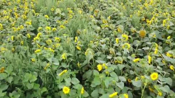 Vista Aérea Girasoles Florecientes Girasol Planta Campo Movimiento Cámara Través — Vídeo de stock