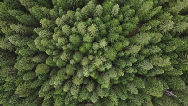 Bovenaanzicht Vanuit Lucht Van Ochtendvlucht Het Bos Bij Zonsopgang Drone — Stockvideo