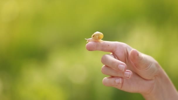 閉じる女性の緑の自然を背景にカタツムリを保持のアップ カタツムリの手や手のひらに座って ゆっくりと若い女の子の皮膚の上をクロールします 野生生物や自然を愛でる女性 美容学におけるカタツムリの本質 — ストック動画