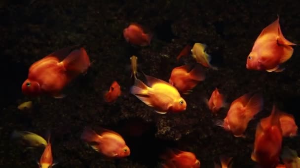 Shoal Van Kleine Tropische Vissen Natuurlijke Achtergrond Kleine Goudvissen Zwemmen — Stockvideo