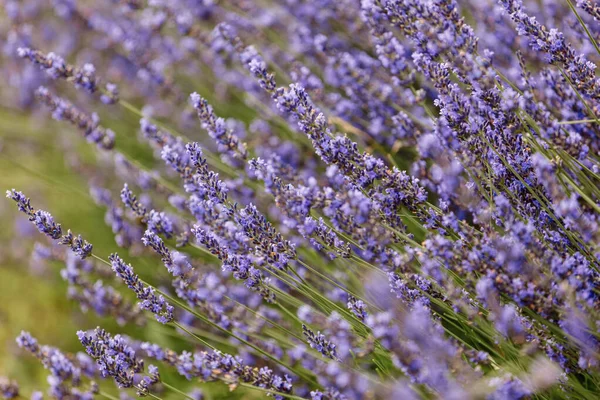 Lavendelstruiken Van Dichtbij Provence Plateau Valensole Mooi Beeld Van Lavendelveld — Stockfoto