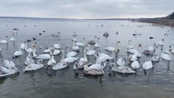 Cigni Bianchi Anatre Nuotano Vicino Lago Riva Inverno Esercito Cigni — Video Stock