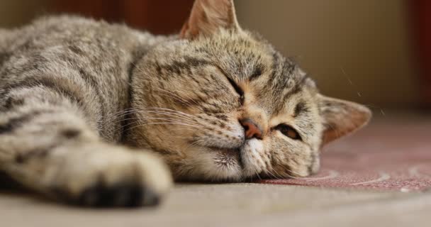 周りを見回す英国の猫の肖像画を閉じます ホーム英国 サラブレッド猫の休憩 閉じて目を開けた 大きな緑の目 口ひげ動物 閉めろ 面白いペットだ — ストック動画