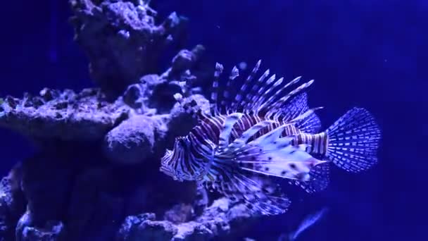 Brillante Tira Peces Tropicales Arrecife Coral Del Oceanario Vida Submarina — Vídeos de Stock